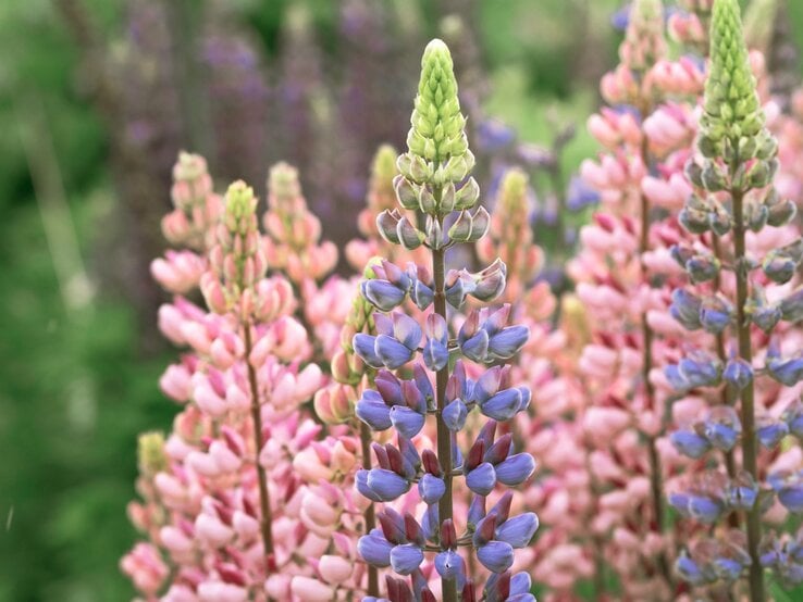 Mehrere hohe Lupinen mit lila und rosafarbenen Blüten stehen dicht an dicht vor verschwommen grünem Hintergrund. | © Shutterstock/mcajan