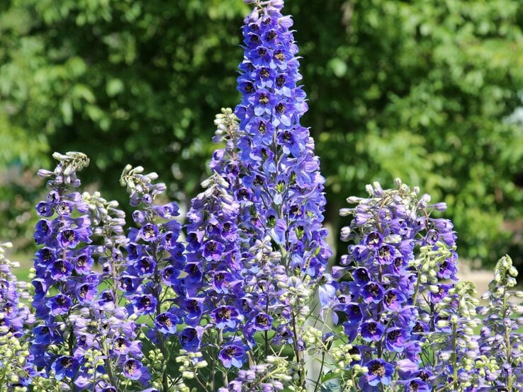 Hohe, leuchtend violette Rittersporn-Blüten ragen vor dichtem, grünem Laub in den sonnigen Sommerhimmel. | © Shutterstock/Orest lyzhechka