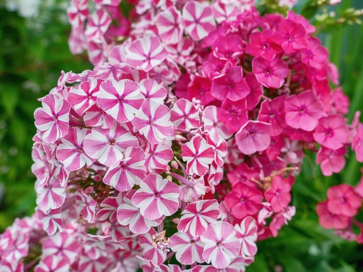 Zwei Phlox-Büsche mit pink-weiß gemusterten und kräftig pinken Blüten blühen leuchtend vor grünem Hintergrund. | © Shutterstock/Medvedeva Oxana