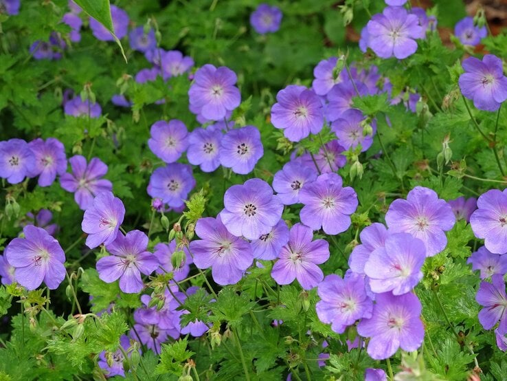 Dicht stehende, zart violette Storchschnabel-Blüten leuchten zwischen frischem, grünem Laub im Sommergarten. | © Shutterstock/Alex Manders