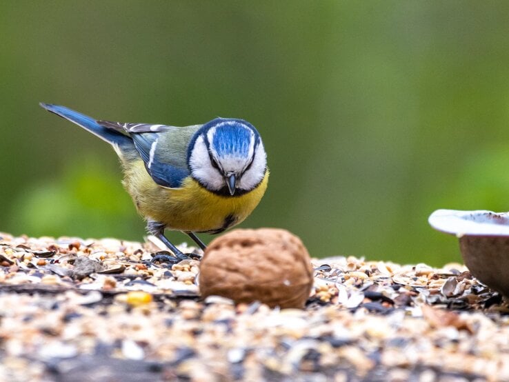 Eine Blaumeise mit blau-gelbem Gefieder betrachtet neugierig ein Futterknödel auf einem mit Körnern bedeckten Holzbrett.