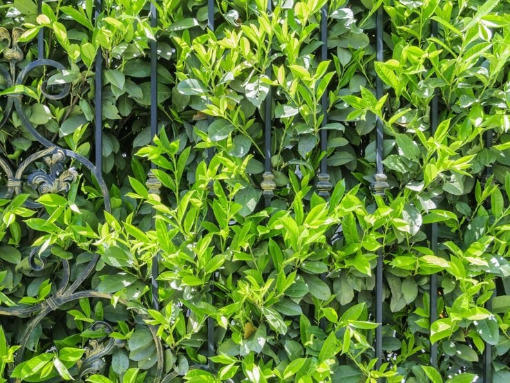 Beste Heckenpflanze Dichtes, sattgrünes Blattwerk einer Hecke umrankt ein kunstvoll geschmiedetes, schwarzes Metallgitter im Sonnenlicht.
