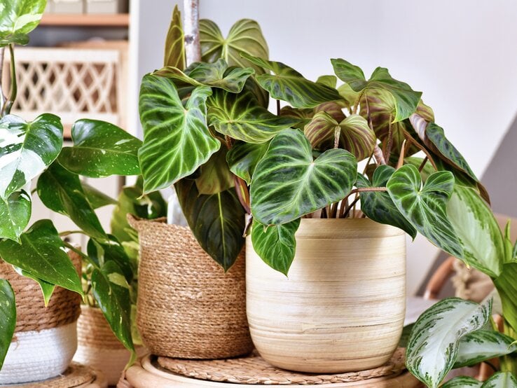 Zimmerpflanze für Anfängerinnen Herzförmige Blätter einer tropischen Pflanze in einem hellen Topf, umgeben von weiteren Pflanzen auf einem Holztablett.