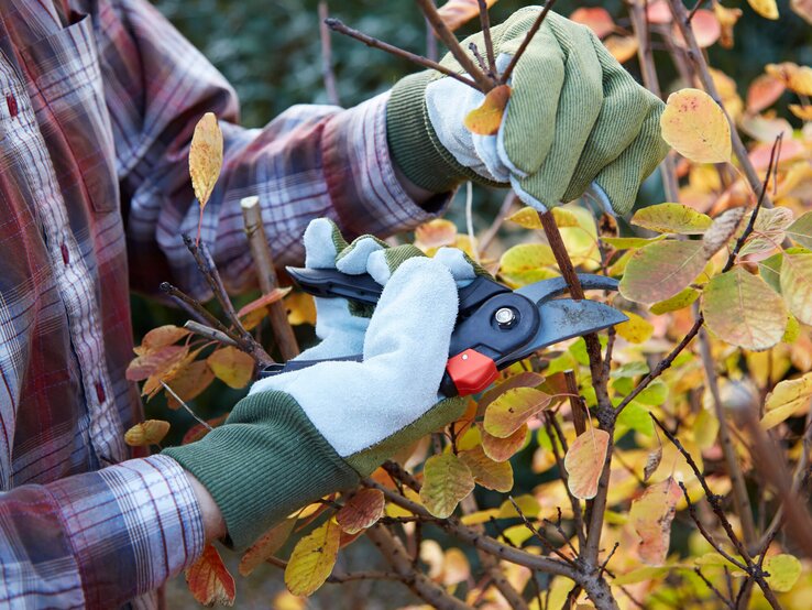 Garten: Diese 3 Pflanzen brauchen im Herbst keinen Rückschnitt.  Frau stutzt Busch im herbstlichen Garten