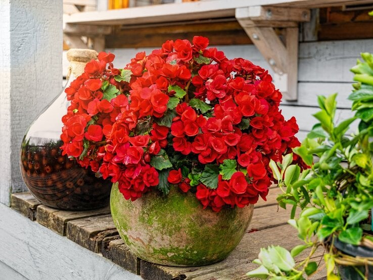 Begonie überwintern Üppiger Strauß leuchtend roter Begonien in moosgrünem Keramiktopf steht auf rustikalem Holztisch vor weiß gestrichener Wand.