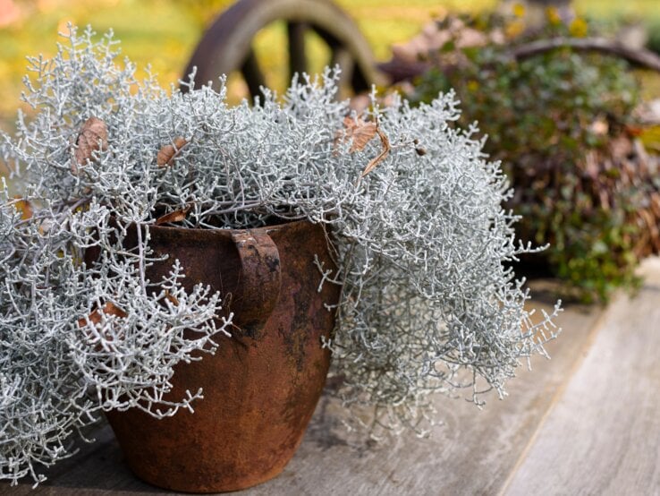 Stacheldraht Pflanze Pflegen Detailaufnahme von filigraner Stacheldrahtpflanze in rostigem Gefäß, arrangiert auf wettergegerbtem Holztisch in herbstlicher Gartenszene.