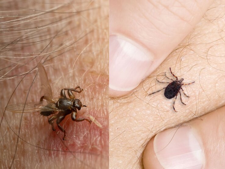 Collage mit zwei Bildern: Auf dem linken Bild ist eine Hirschlausfliege zu sehen, die auf der menschlichen Haut sitzt, ihre Flügel sind ausgebreitet. Rechts ist eine Hyalomma-Zecke auf der menschlichen Haut abgebildet, erkennbar an ihren gestreiften Beinen. 