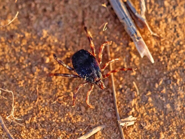  Hyalomma-Zecke auf sandigem Boden. Die Zecke ist aus der Vogelperspektive aufgenommen und sticht mit ihrem dunklen, runden Körper und den kontrastreichen, gestreiften Beinen deutlich gegen den hellen Untergrund ab.  | © Shutterstock/Yakov Oskanov