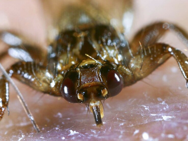 Nahaufnahme einer Hirschlausfliege auf menschlicher Haut. Die Detailaufnahme offenbart die charakteristischen Merkmale der Fliege, wie die großen, dunklen Augen und die kräftigen Mundwerkzeuge, die für das Saugen von Blut optimiert sind. | © IMAGO / blickwinkel