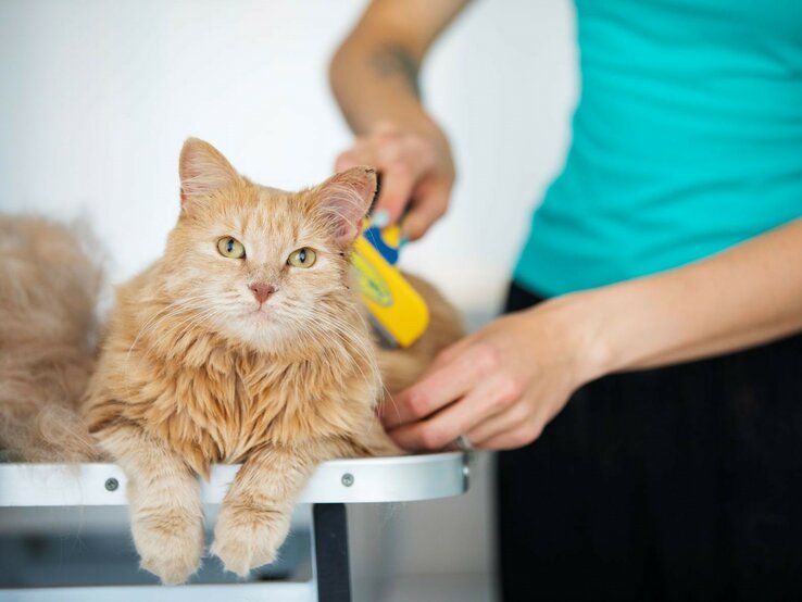 Flauschige, orange-getigerte Katze, die entspannt auf einem Tisch liegt, während sie von jemandem gebürstet wird, der nur teilweise im Bild zu sehen ist.