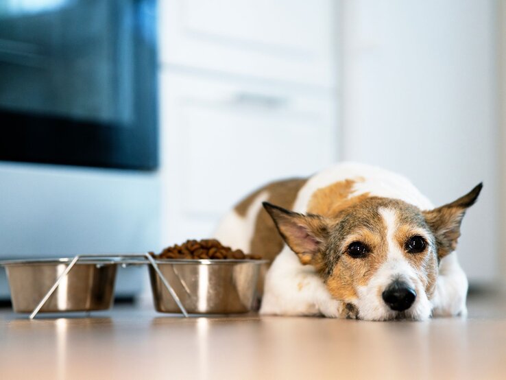 Ein Jack Russell Terrier liegt müde auf dem Boden neben seinen Futternäpfen. Vor ihm stehen zwei Edelstahlnäpfe auf einem Ständer, einer mit Trockenfutter gefüllt. 