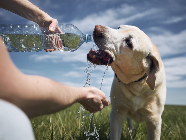 Hund auf einer Wiese wird mit einer Wasserflasche gefüttert.