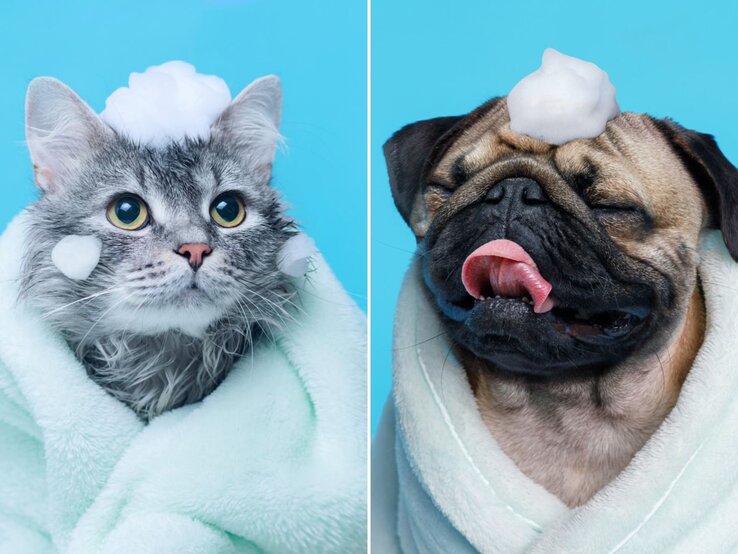 Gerade gewaschener Hund und grau getigertes Kätzchen nach dem Bad, eingewickelt in ein Handtuch bzw. im Bademantel und mit Seifenschaum auf dem Kopf vor blauem Hintergrund.