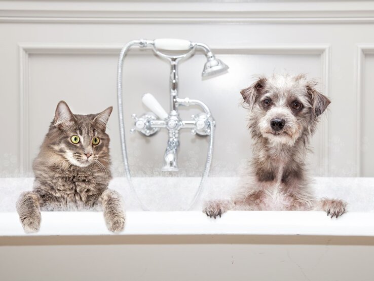 Katze und Hund, die nebeneinander in einer Badewanne sitzen. Beide schauen direkt in die Kamera und wirken dabei etwas verwundert oder überrascht. | © Shutterstock / Susan Schmitz