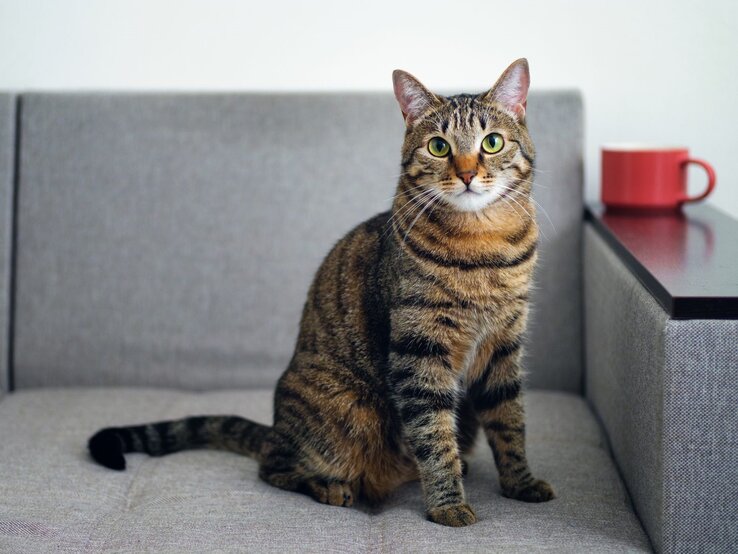 Getigerte Katze, die auf einem grauen Sofa sitzt. Die Katze hat ein markantes gestreiftes Fell in Braun- und Schwarztönen und leuchtend grüne Augen