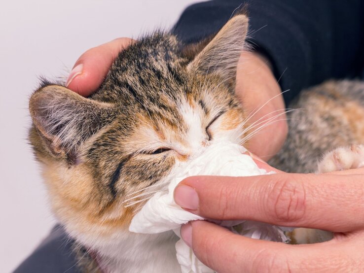 Kleine Katze, die anscheinend von einer Person gepflegt wird. Die Person hält ein Tuch an die Nase der Katze, möglicherweise um Sekret oder Schmutz abzuwischen, was darauf hindeutet, dass die Katze Schnupfen hat.