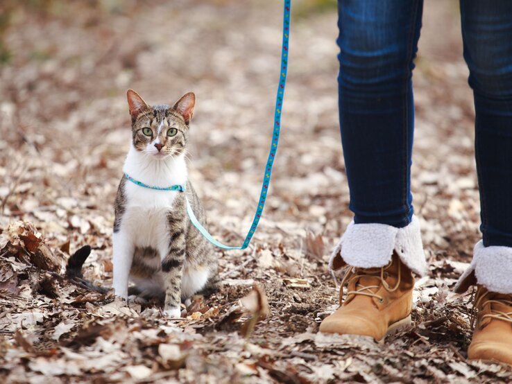 Katze an einer blauen Leine, die auf einem Waldweg oder in einem parkähnlichen Gebiet sitzt. Neben der Katze steht eine Person in Jeans und braunen Stiefeln.