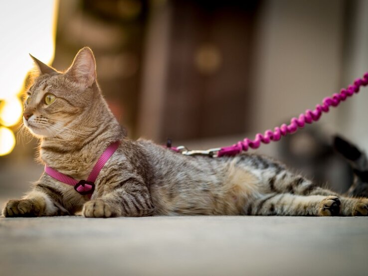 Katze mit einem rosa Geschirr, die an einer rosa Leine liegt. Die Katze scheint aufmerksam in die Ferne zu schauen, während sie sich entspannt auf dem Boden ausruht. | © Getty Images / Luis Villarreal / EyeEm