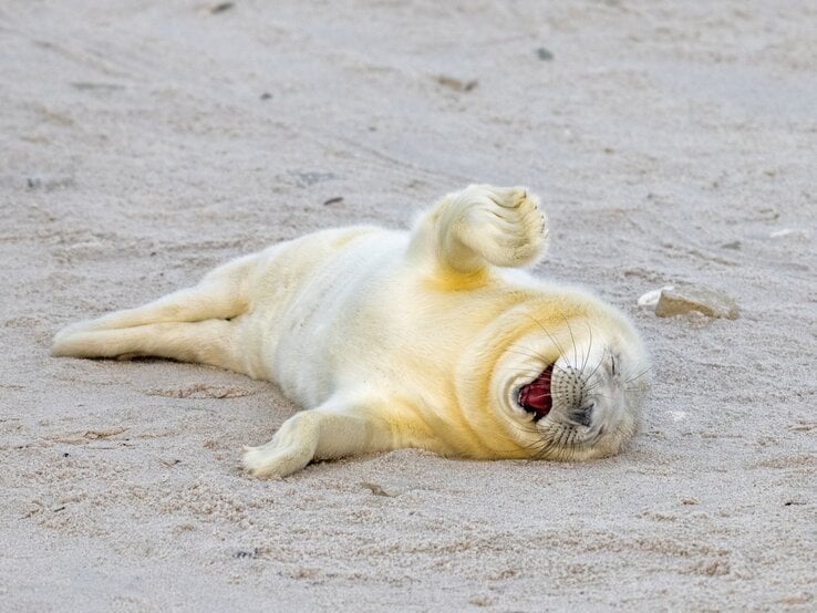 Junges Seehundbaby, das auf dem Sand liegt und fröhlich zu gähnen scheint. Das Tier ist weißlich gefärbt und wirkt entspannt, mit einem Bein spielerisch in die Luft gestreckt.