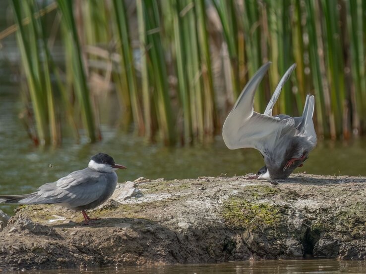 Zwei Seeschwalben auf einem Felsen am Wasser. Die eine Seeschwalbe sitzt ruhig und beobachtet ihre Umgebung, während die andere in einer dynamischen, fast akrobatischen Pose mit dem Kopf nach unten und den Flügeln weit ausgebreitet ist. | © Damyan Petkov / Nikon Comedy Wildlife Awards