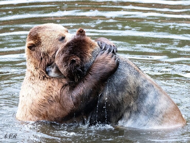 Zwei Bären, die im Wasser umarmen. Der eine Bär beißt sanft in das Ohr des anderen, während sie sich eng aneinander schmiegen. | © Andrea Rosado / Nikon Comedy Wildlife Awards