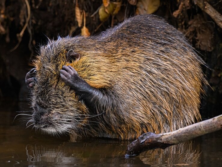 Nutria, die sich am Kopf kratzt. Sie steht im Wasser und ihre nassen, gräulich-gelben Haare wirken durch das Wasser dunkler. Ihre kleinen schwarzen Hände sind am Kopf angelegt. | © Christopher Arnold / Nikon Comedy Wildlife Awards