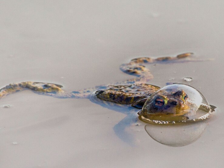 Frosch, der teilweise im Wasser liegt, wobei sein Kopf und die Augen durch eine klare Wasserblase deutlich sichtbar sind. | © Eberhard Ehmke / Nikon Comedy Wildlife Awards