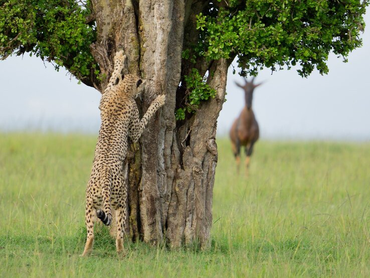  Gepard, der sich an einen Baum klammert, während im Hintergrund ein Topi (eine Antilopenart) sichtbar ist. Der Gepard hat seine Vorderpfoten um den Baumstamm geschlungen und scheint sich daran hochzuziehen. | © Leslie McLeod / Nikon Comedy Wildlife Awards