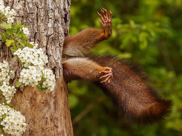 Eichhörnchen, das sich an einem Baumstamm festhält. Sein Körper ist gestreckt, und seine Pfoten greifen nach dem rauen Baumstamm. Neben ihm blüht ein Zweig mit weißen Blüten. | © Milko Marchetti / Nikon Comedy Wildlife Awards