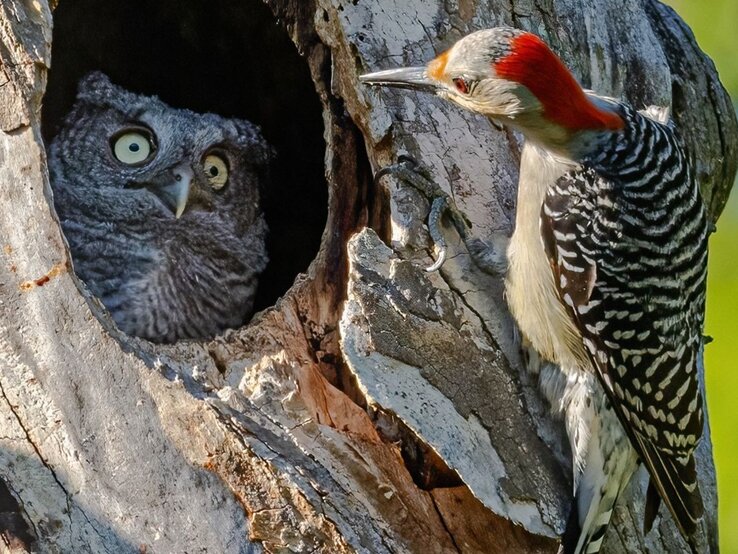 Eine Eule, mit großen, neugierigen Augen, lugt aus dem Loch eines alten Baumes hervor, während der Specht an der Baumrinde nahe dem Loch klopft. | © Randy Herman / Nikon Comedy Wildlife Awards