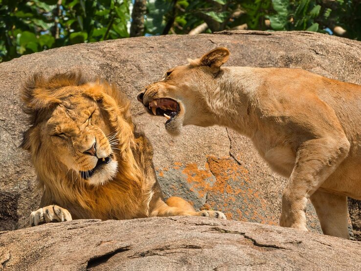 Ein Löwe sitzt entspannt mit geschlossenen Augen auf einem Felsen, während eine Löwin neben ihm steht und weit gähnt, wobei ihre Zähne und Zunge deutlich sichtbar sind. | © Scott Frier / Nikon Comedy Wildlife Awards