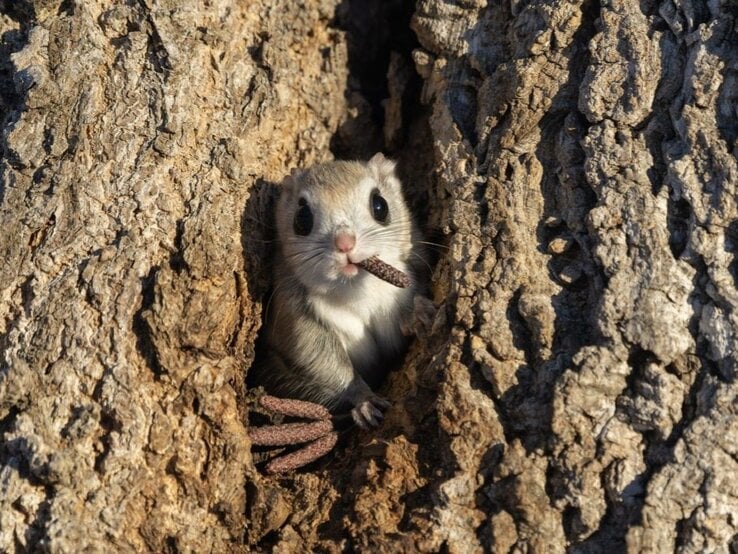 Kleines Nagetier, das neugierig aus einem Loch in einem rauen Baumstamm hervorlugt. Es hält dabei ein Stück Holz oder Rinde im Maul. | © Takashi Kubo / Nikon Comedy Wildlife Awards