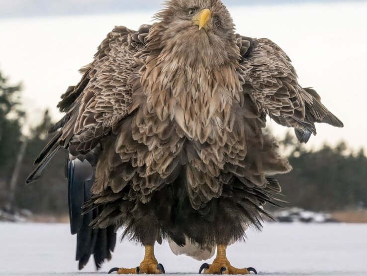 Majestätischer Seeadler, der auf einer schneebedeckten Fläche steht, mit aufgeplustertem Gefieder und leicht angehobenen Flügeln. | © Tapani Linnanmäki / Nikon Comedy Wildlife Awards