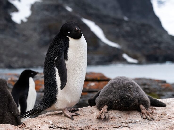 Adeliepinguin, der aufrecht auf einem felsigen Untergrund in der Antarktis steht. Neben ihm liegt ein junger, schlafender Pinguin, bedeckt mit dichtem, grauem Flaum. Im Hintergrund stehen weitere Pinguine. | © Zikri Teo / Nikon Comedy Wildlife Awards