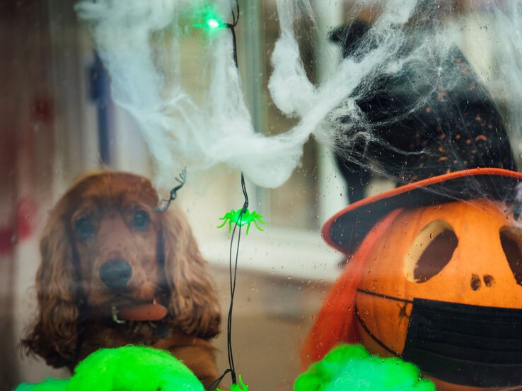 Halloween-Dekoration hinter einer Glasscheibe. Ein Hund blickt traurig oder neugierig durch das Fenster, umgeben von Spinnweben, leuchtenden grünen Plastikspinnen und einer Kürbislaterne, die mit einem Hexenhut und einer schwarzen Maske verziert ist.