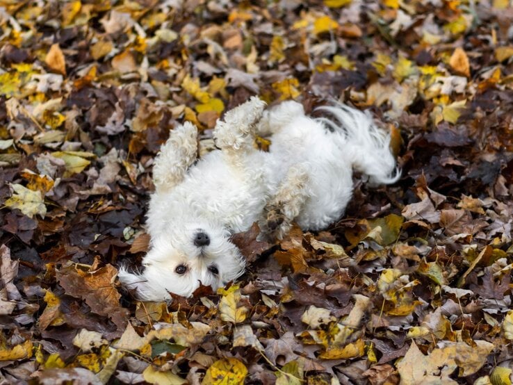 Weißer, lockiger Hund, der auf dem Rücken in einem Haufen Herbstlaub liegt.