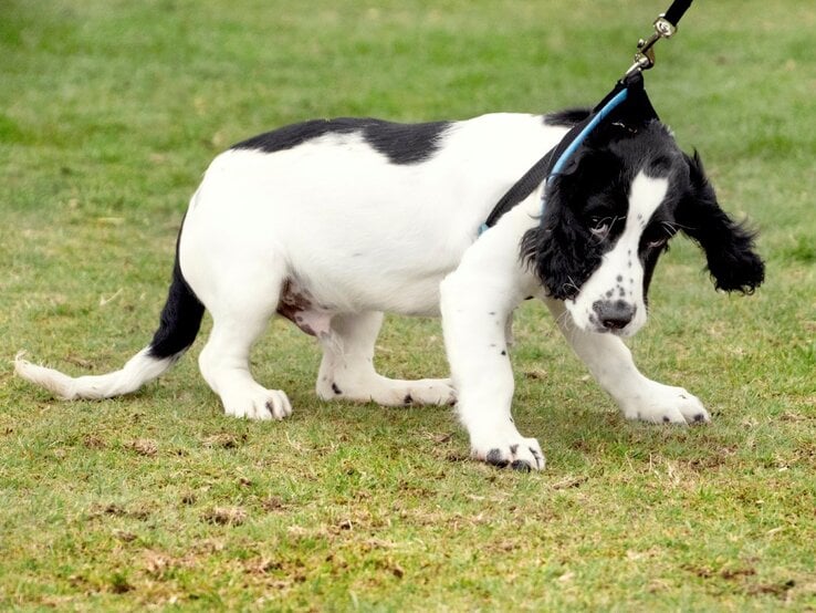 Schwarz-weißer Hund, der offensichtlich widerwillig an der Leine gezogen wird. Der Hund stemmt sich mit seinen Pfoten in das Gras und wirkt so, als wolle er nicht weitergehen.