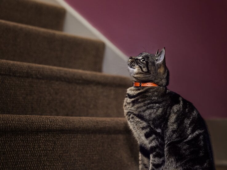 Eine junge Hauskatze mit orangefarbenem Halsband sitzt wachsam vor einer Treppe mit dunkelbraunem Teppich und seitlicher Wand. | © Zoetis