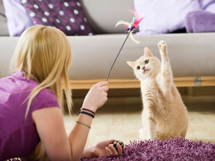 Katze mit hellem Fell fixiert eine Federangel und hebt die Pfote, während eine Frau in lila Shirt auf dem Teppich liegt.