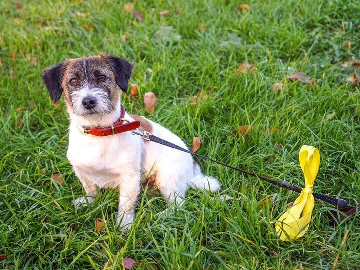 Ein kleiner Hund mit braun-schwarzem Kopf und weißem Fell sitzt an der Leine mit gelber Schleife aufmerksam auf grüner Wiese.