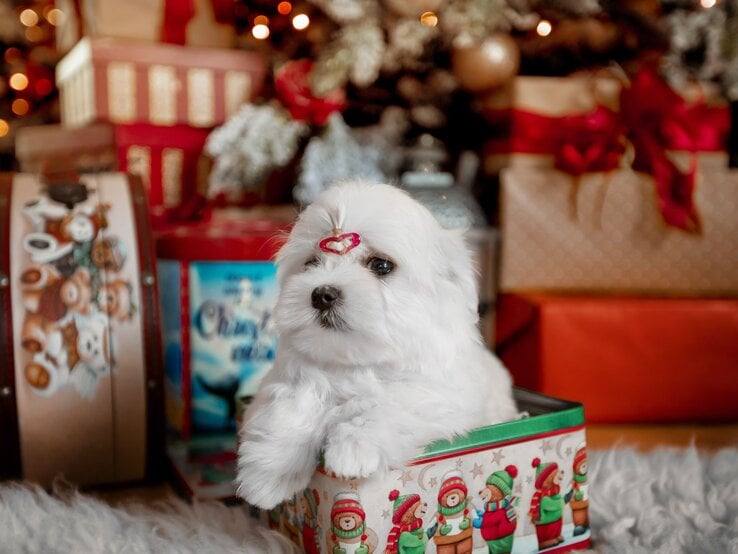 Ein flauschiger weißer Welpe mit roter Haarschleife sitzt in einer festlich verzierten Box vor einem weihnachtlichen Hintergrund.