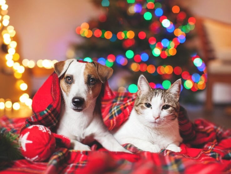 Ein Hund und eine Katze liegen zusammen unter einer roten Decke vor einem unscharfen, bunt leuchtenden Weihnachtsbaum.