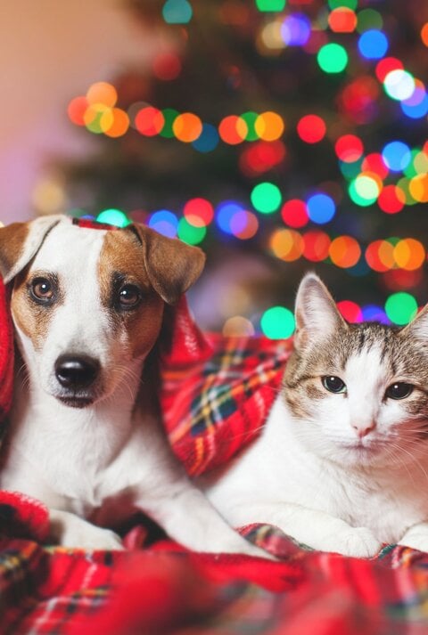 Ein Hund und eine Katze liegen zusammen unter einer roten Decke vor einem unscharfen, bunt leuchtenden Weihnachtsbaum.