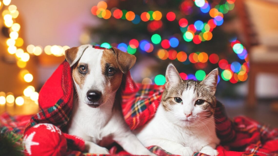 Ein Hund und eine Katze liegen zusammen unter einer roten Decke vor einem unscharfen, bunt leuchtenden Weihnachtsbaum.