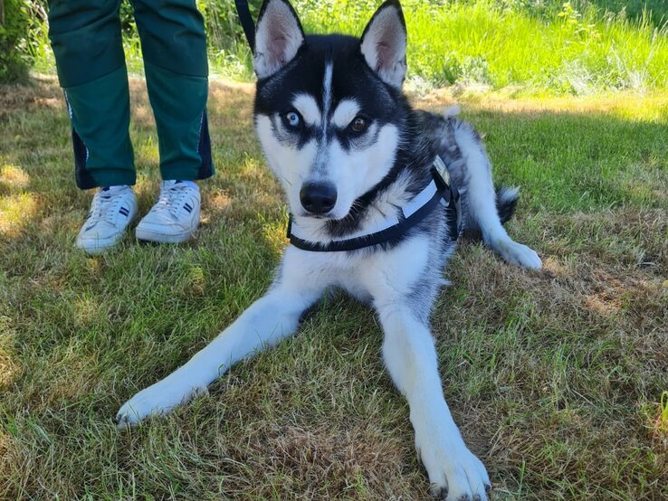 Hund Kolja aus dem Berliner Tierheim