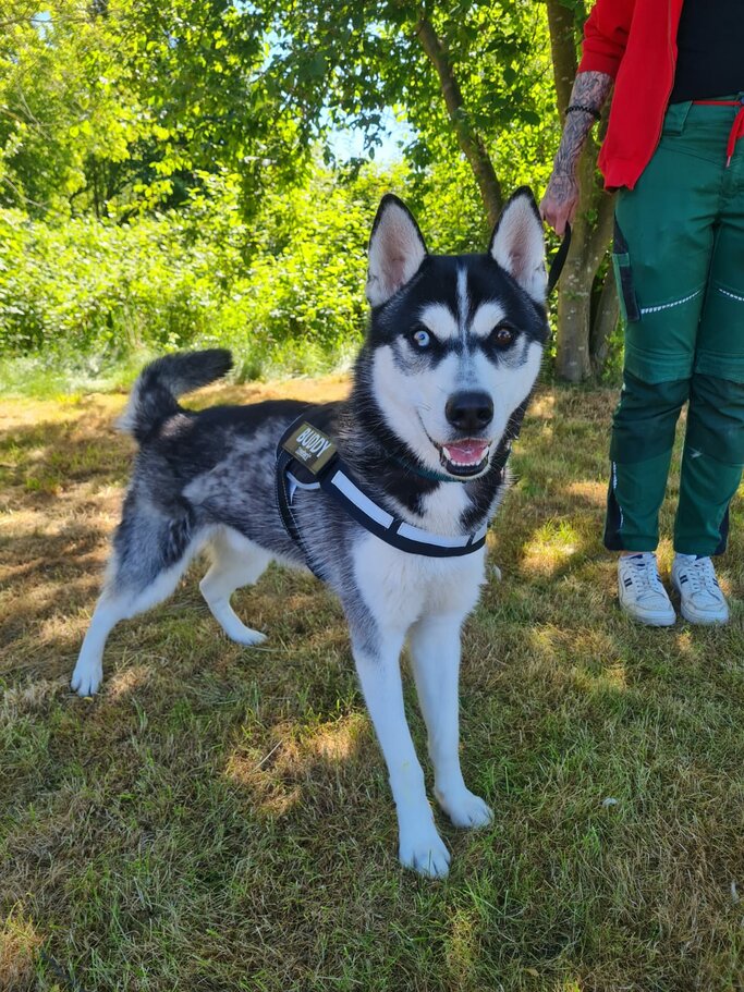 Hund Kolja aus dem Berliner Tierheim | © Tierheim Berlin