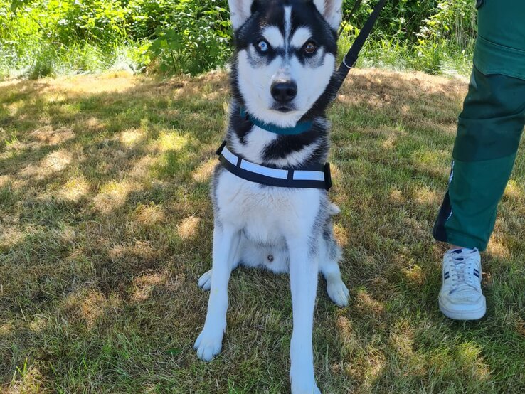 Hund Kolja aus dem Berliner Tierheim | © Tierheim Berlin