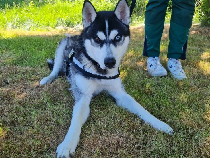 Hund Kolja aus dem Berliner Tierheim | © Tierheim Berlin