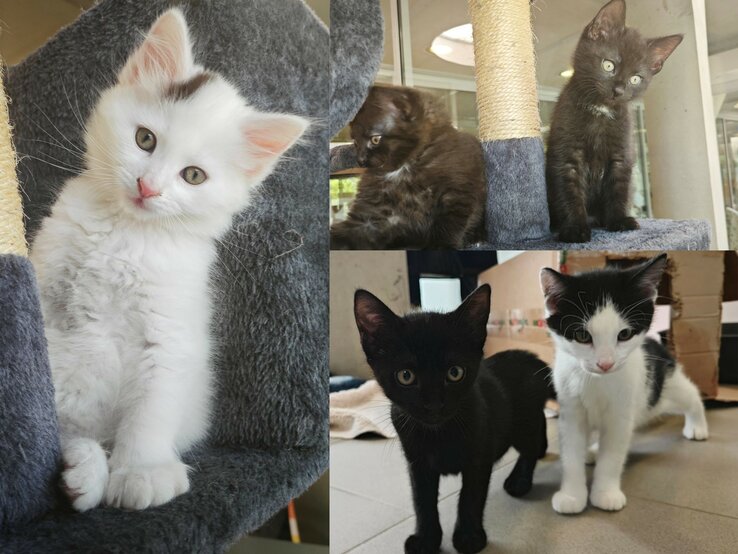 Mehrere Katzenkinder aus dem Berliner Tierheim