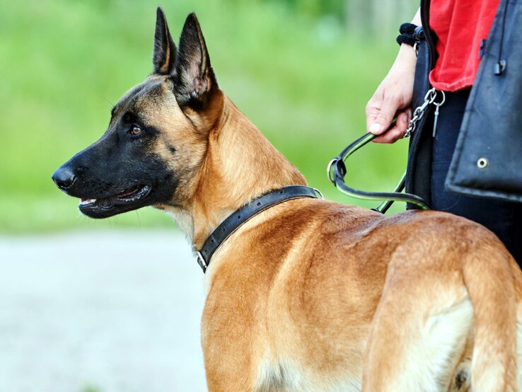 Hund Leon aus dem Berliner Tierheim | © Tierheim Berlin